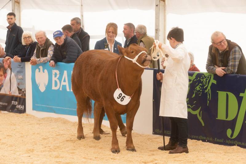 National Commercial Cattle Show 2022