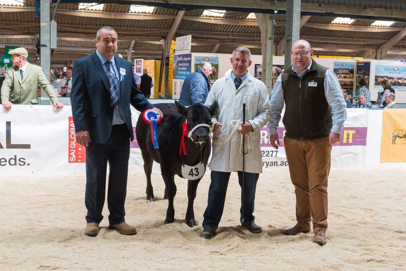 Baby Beef Champion