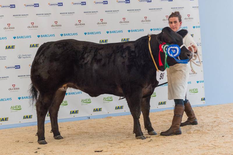Reserve Champion Heifer
