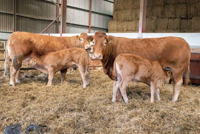 South Farm, Cornsay, courtesy of the Suddes family