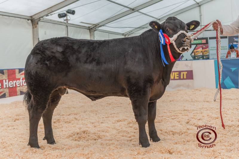 Reserve Champion Steer - Sunny Bill, British Blue X