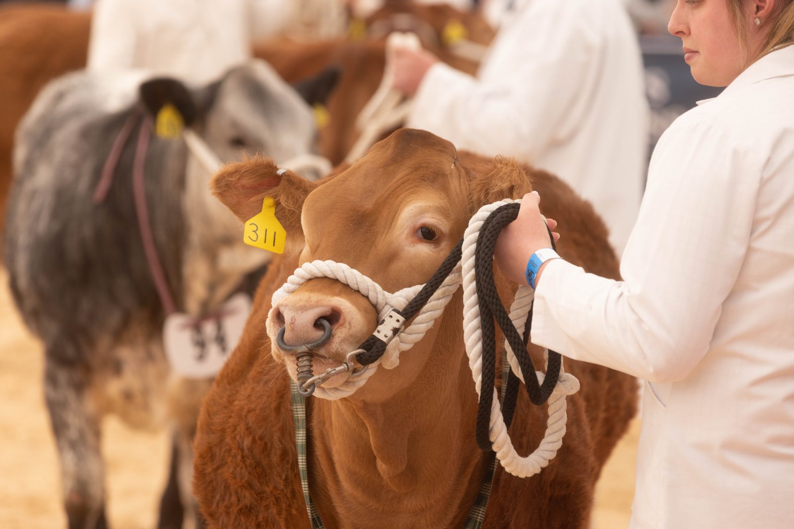 National Commercial Cattle Show 2022