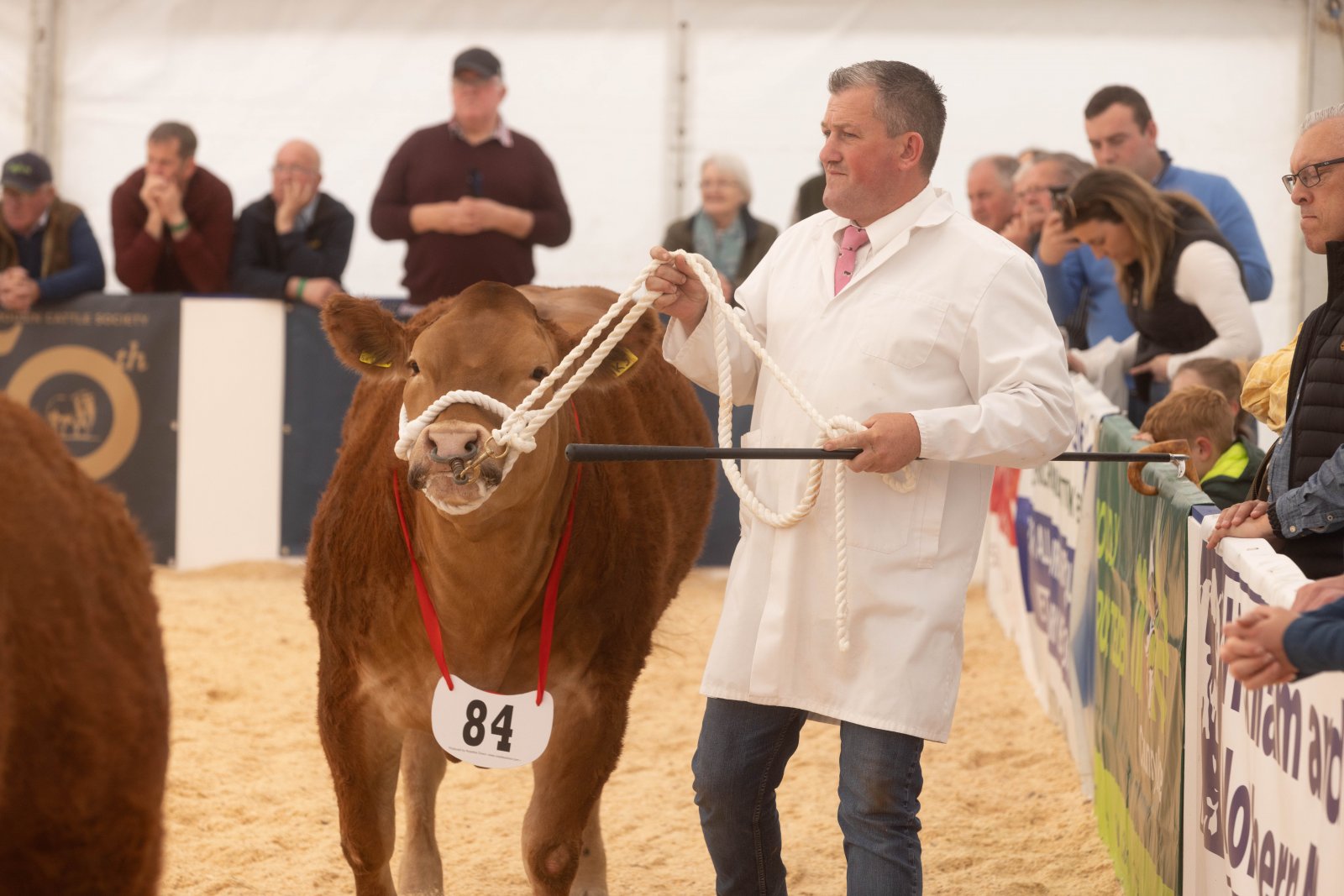National Commercial Cattle Show 2022
