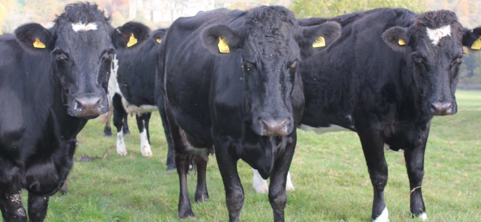 Simon Frost\'s Hopping Farm Herd