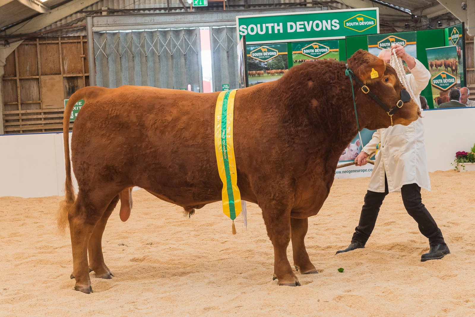South Devon Reserve Champion