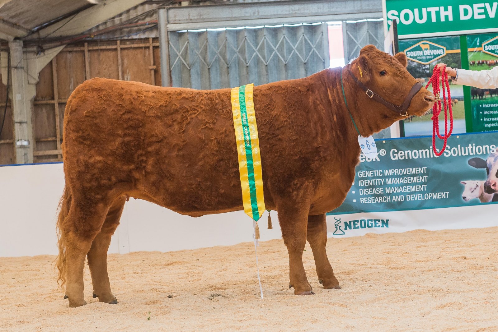 South Devon Champion