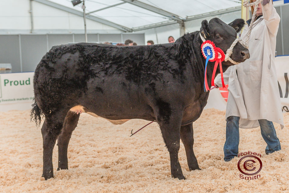 Baby Beef Champion - Read All About It, Limousin X