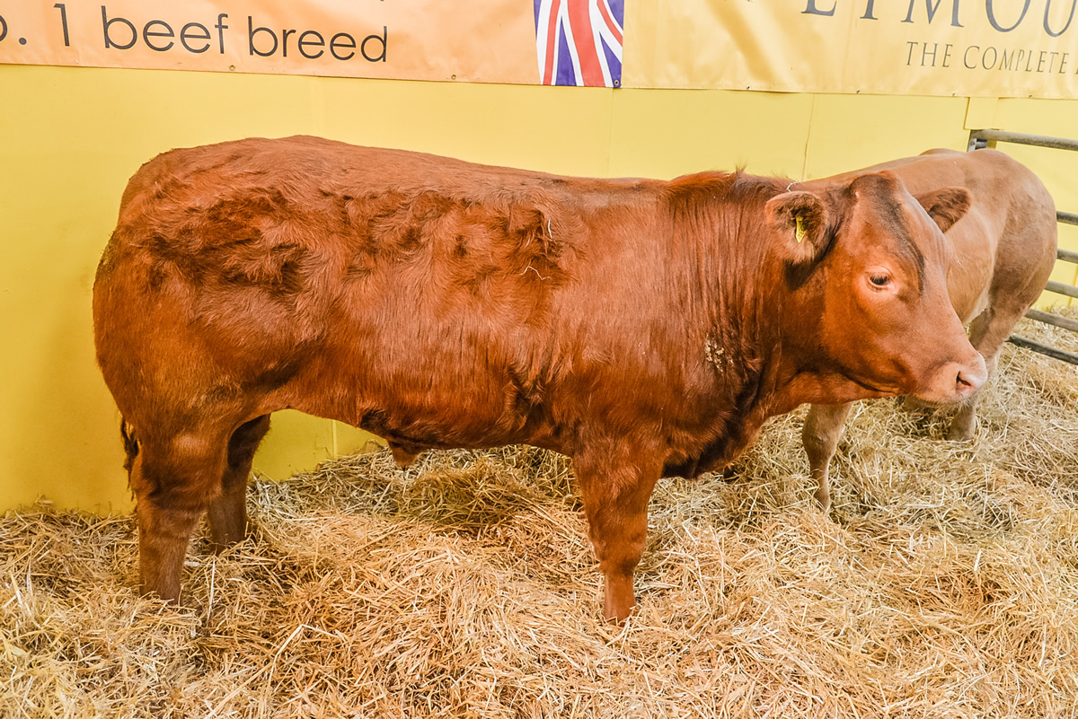Limousin Cattle Society